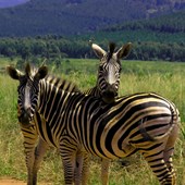 Viaggio Solidale - Progetto Construction - Swaziland (Eswatini)